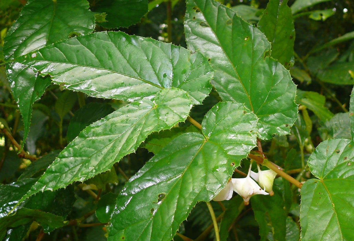 B. halconensis